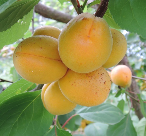 Сорт абрикоса Дэбют. Исследования Института плодоводства 2015