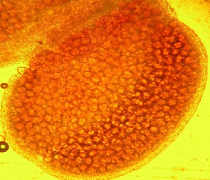 Нерастрескивающийся пыльник сорта алычи Комета. Исследования Института плодоводства 2015