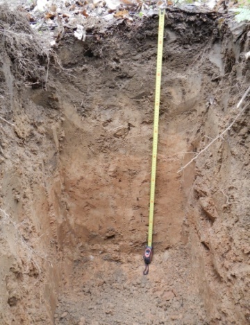 Катена (Естественная) дерново-палево-подзолистых почв на лессовидных суглинках. Исследования Института почвоведения и агрохимии 2016 г.