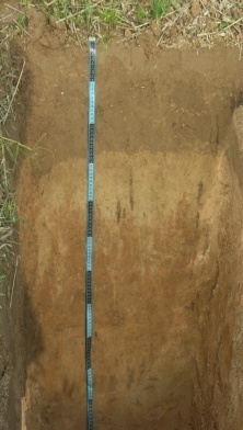 Катена (Средне-окультуренная) дерново-палево-подзолистых почв на лессовидных суглинках. Исследования Института почвоведения и агрохимии 2016 г.