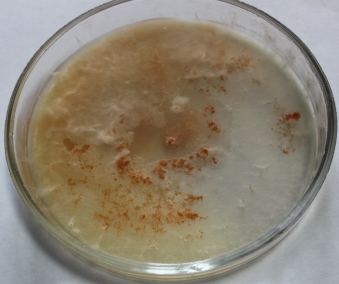 Колонии гриба Microdochium nivale на разных питательных средах - картофельно-глюкозный агар.  Исследования Института защиты растений 2016 г.