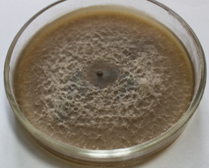 Колонии гриба Microdochium nivale на разных питательных средах - среда V4.  Исследования Института защиты растений 2016 г.