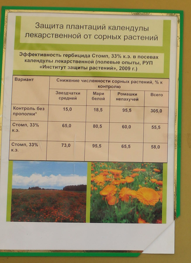 Защита плантаций календулы лекарственной от сорных растений. Исследования Института защиты растений