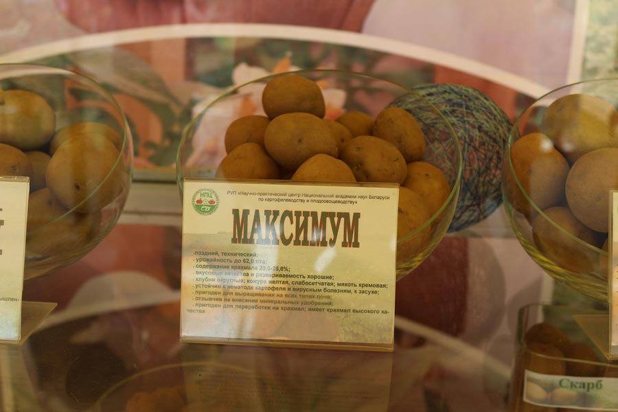 НПЦ по картофелеводству и плодоовощеводству на БЕЛАГРО-2014. Сорт картофеля Максимум