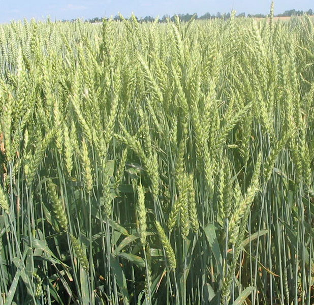 Яровая мягкая пшеница Монета. Исследования НПЦ по земледелию