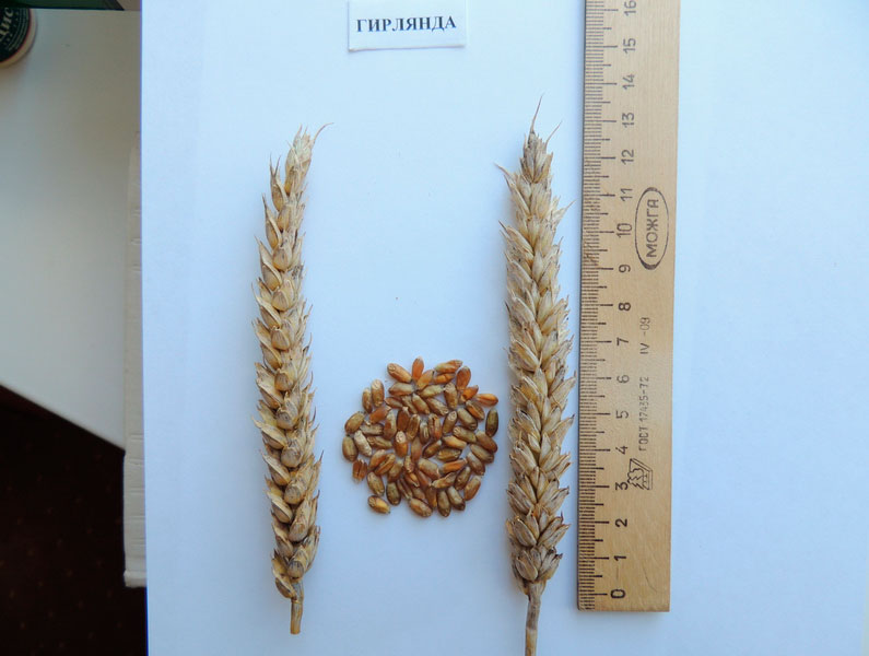 Озимая пшеница Гирлянда. Исследования НПЦ по земледелию
