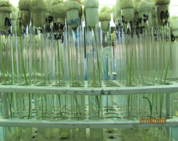 Выращивание зародышей пшеницы методом эмбриокультуры in vitro на искусственной питательной среде. Исследования НПЦ по земледелию 2016