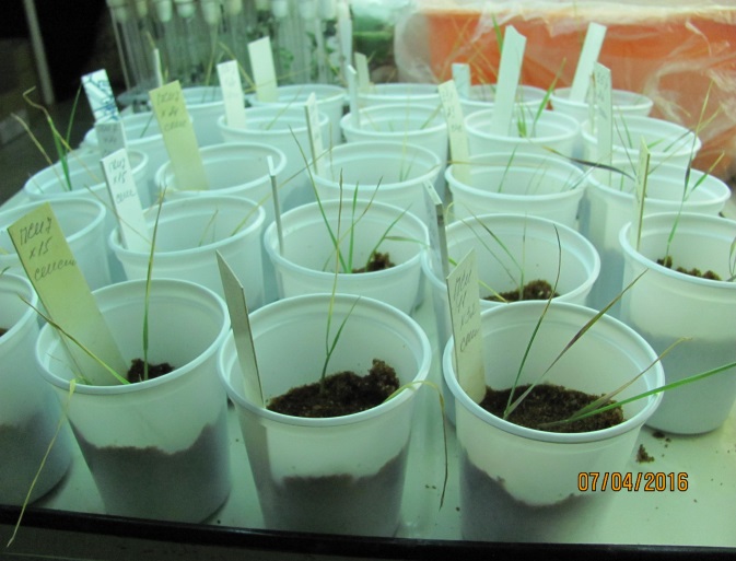 Адаптация зародышей пшеницы в искусственной почве после сенсибилизации. Исследования НПЦ по земледелию 2016