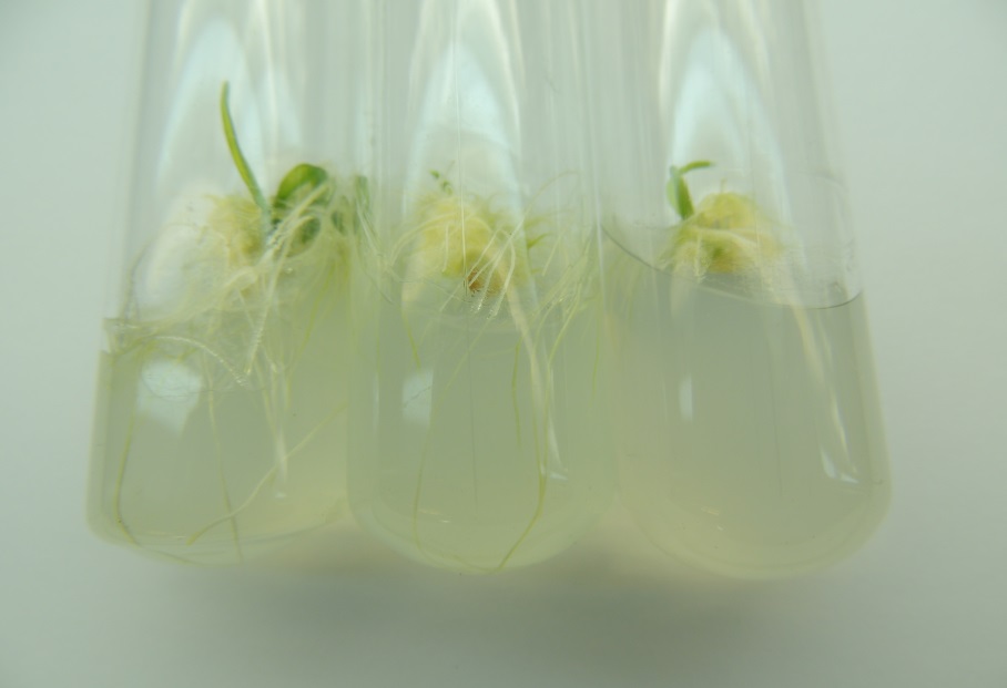 Каллусы и регенеранты озимой пшеницы на искусственной питательной среде Линдсмайера-Скуга. Исследования НПЦ по земледелию 2016