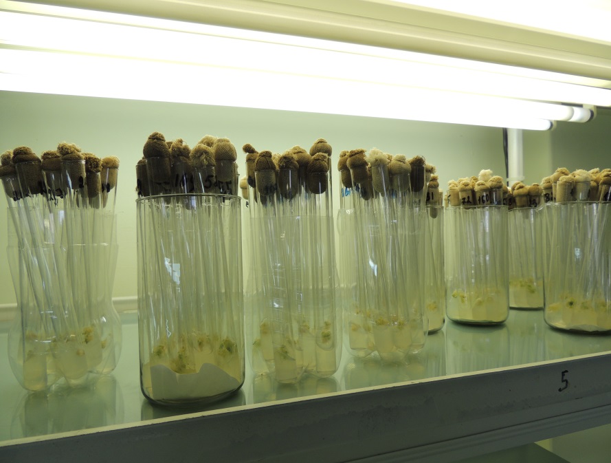 Каллусы и регенеранты озимой пшеницы на искусственной  питательной среде Блейдза. Исследования НПЦ по земледелию 2016