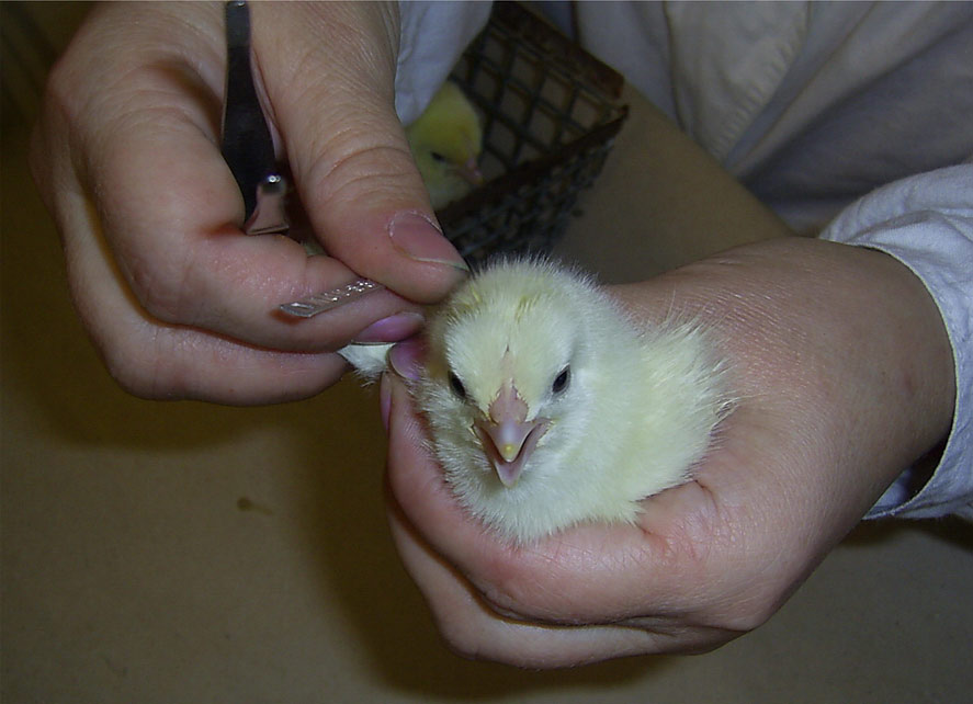 Крыломечения суточных цыплят.  Исследования Опытной научной станции по птицеводству
