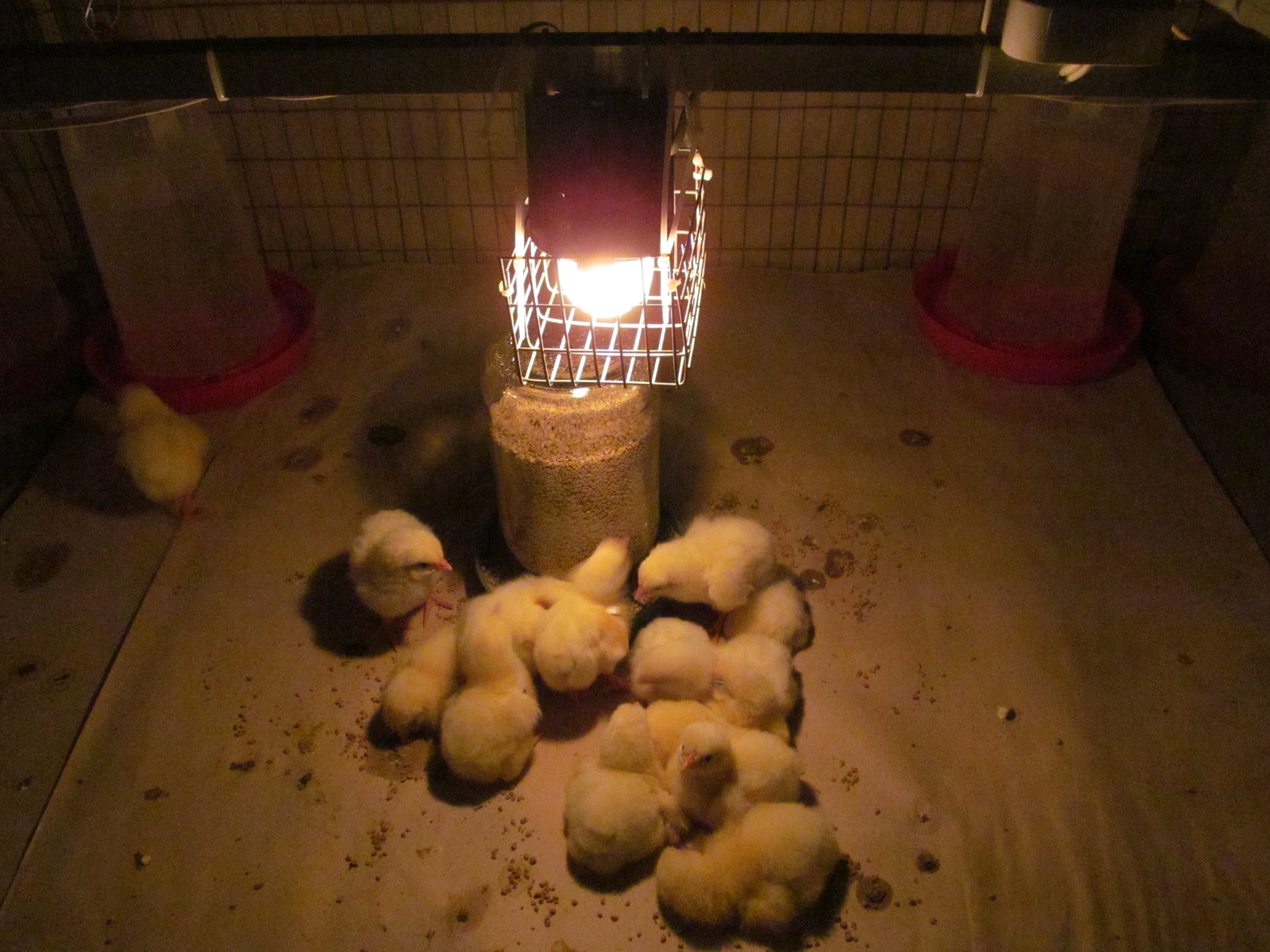 Опытно-лабораторная LED-система освещения цыплят. Исследования Опытной научной станции по птицеводству