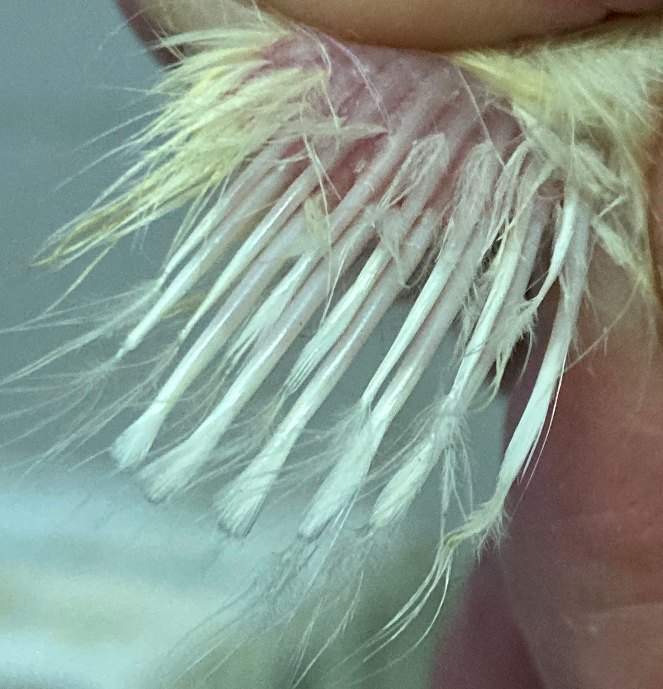 Крыло быстрооперяющегося цыплёнка - маховые перья длиннее кроющих. Исследования Опытной научной станции по птицеводству