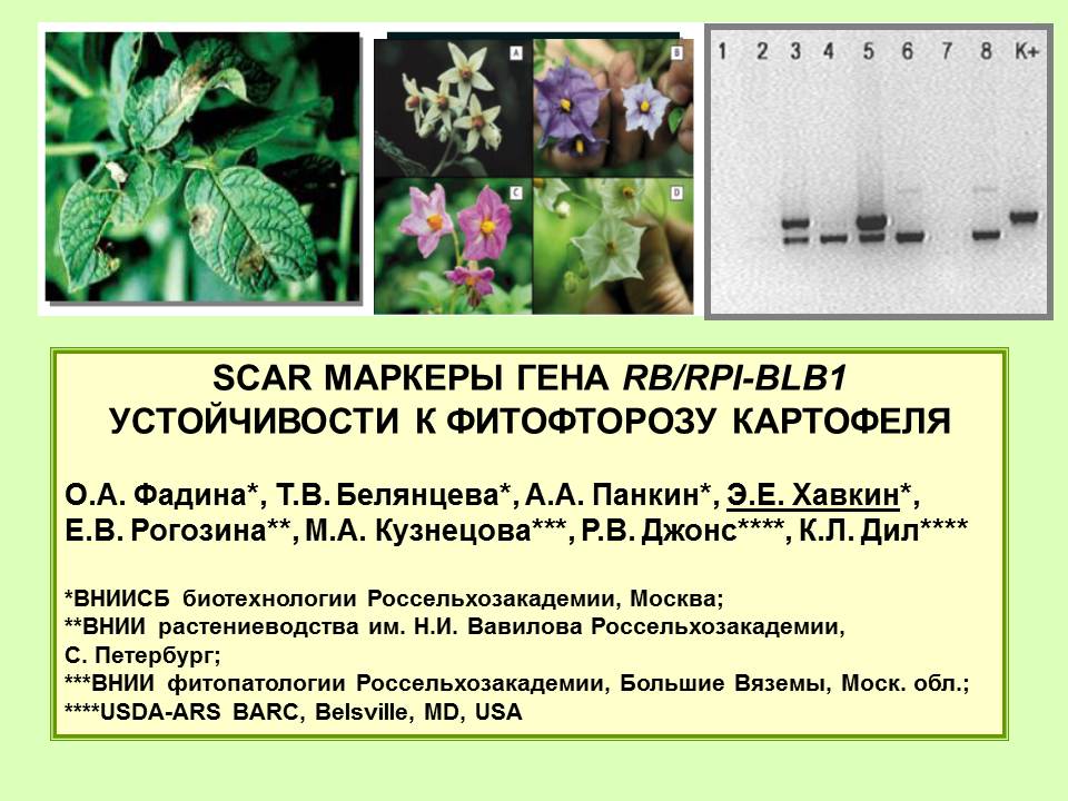 SCAR-markers of RB/RPI-BLBI gene of sustainability to Phytophthora infestans