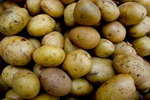 ФАО доклад